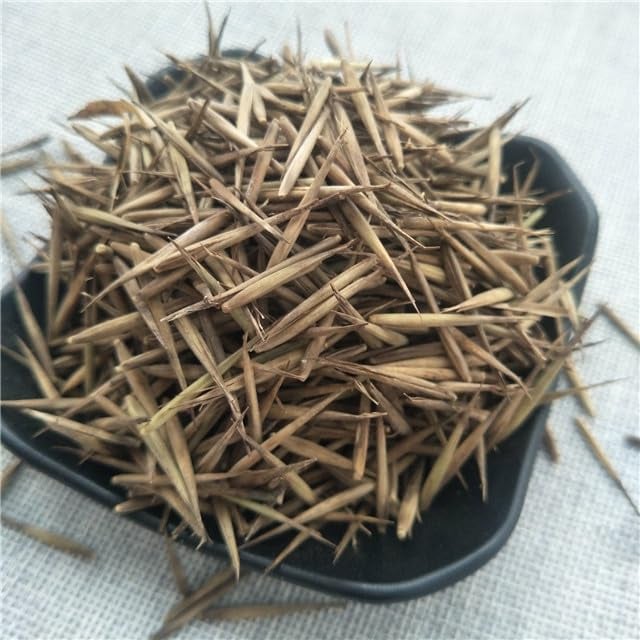 🎍Lucky Bamboo Cypress Seeds – Hardy, Easy-Grow Evergreen for Garden & Home