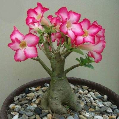 2 Pcs Rainbow Desert Rose Seeds ✨✨ LAST DAY 58% OFF