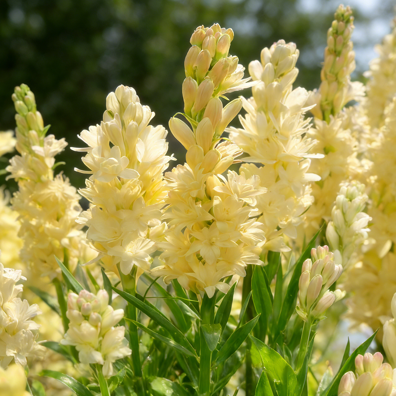 🌺Double Tuberose Bulbs - Fragrant Night Bloomer