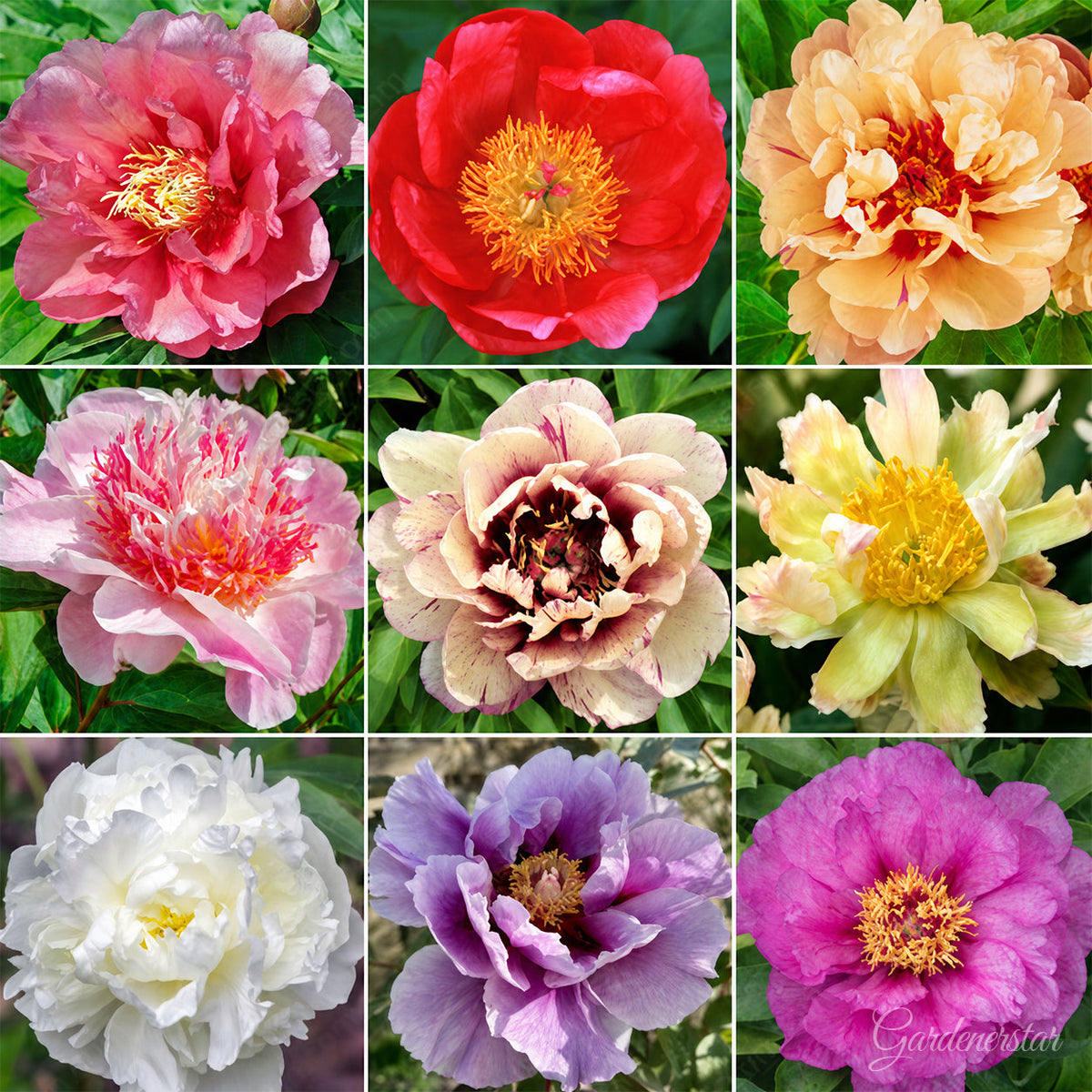 🌸 Rare Climbing Peony Bulbs🪴Big Full Blooms, Cold Hardy Perennial, Easy to Grow Garden Favorite