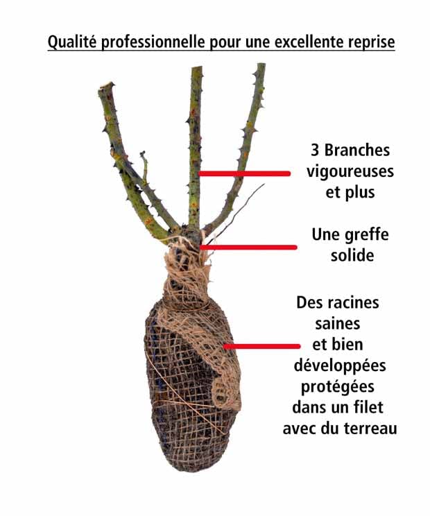 Rosier buisson Famosa - Le rosier,en motte,3 branches et +. - Willemse