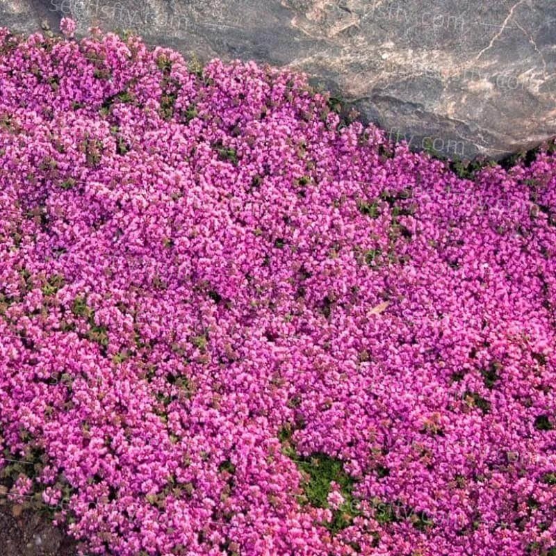 ✨🌸Low-maintenance thyme seeds🍀
