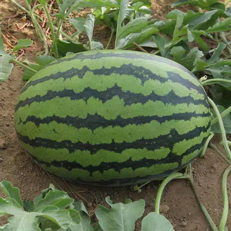 ๐ Lazy Watermelon Seeds | Grow Sweet Watermelons with Minimal Effort