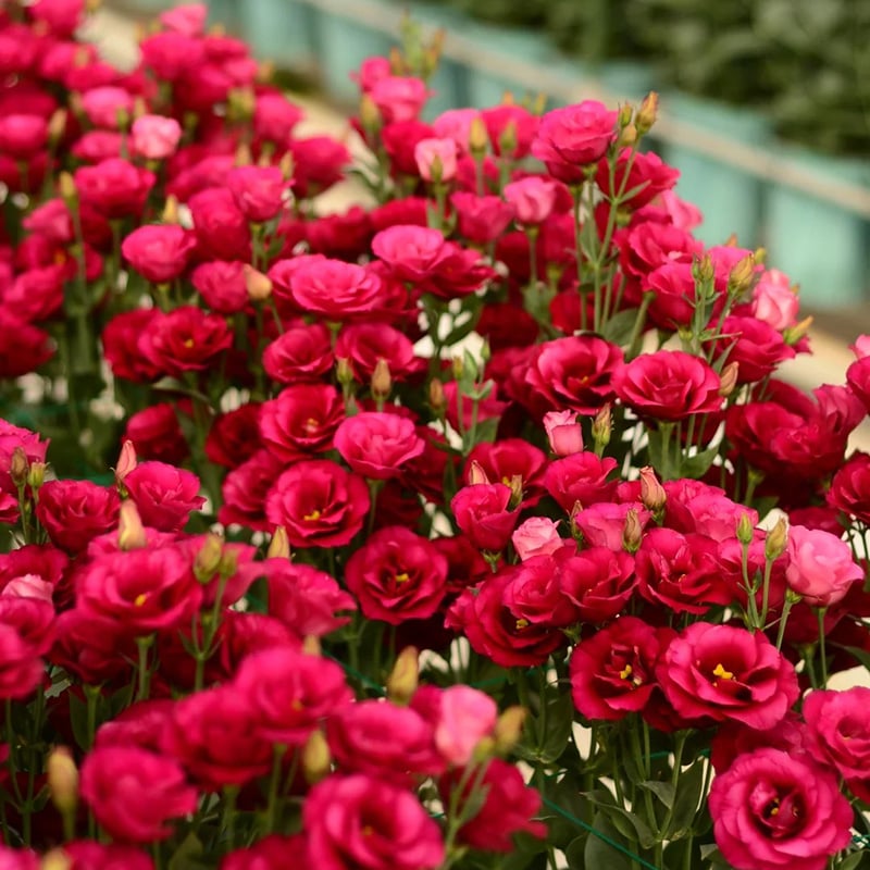🔥Hot Sale 50% OFF🌱Eustoma Thornless Rose💐Lisanthus Seeds