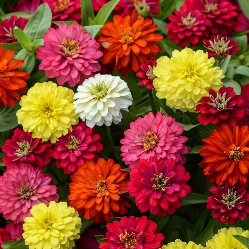 Double Zinnia Seeds Mix