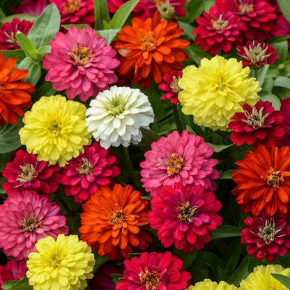 Double Zinnia Seeds Mix