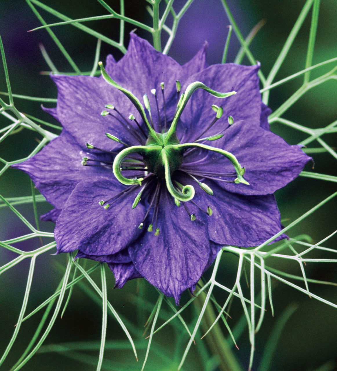 Nigella damascena 'Deep Blue' Seeds