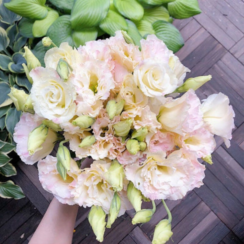 🔥Hot Sale 50% OFF🌱Eustoma Thornless Rose💐Lisanthus Seeds