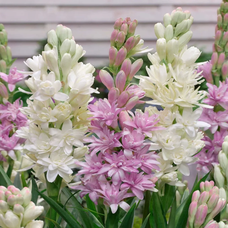 🌺Double Tuberose Bulbs - Fragrant Night Bloomer