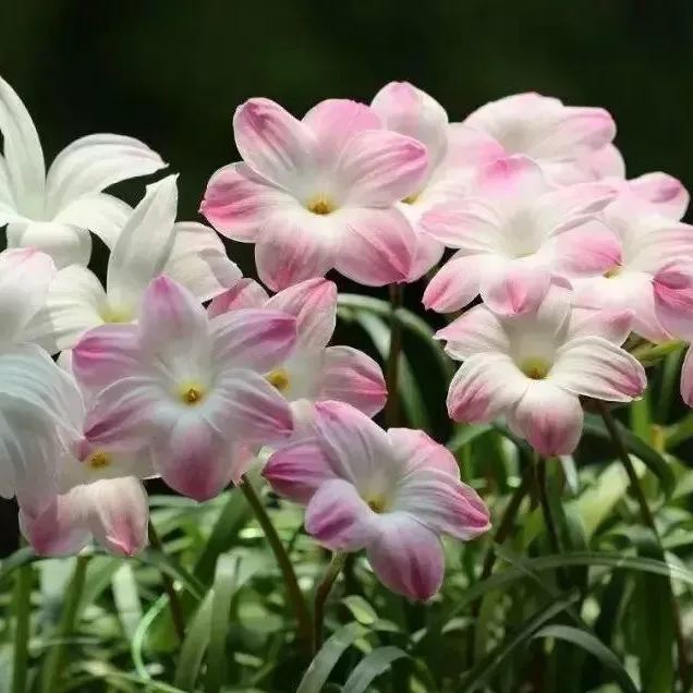 Premium Rain Lily Bulbs-Repeat-Blooming • Heat-Tolerant