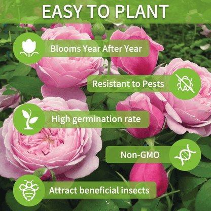🔥Hot Sale 50% OFF🌱Eustoma Thornless Rose💐Lisanthus Seeds