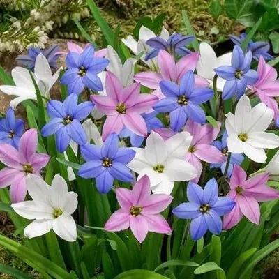 Premium Rain Lily Bulbs-Repeat-Blooming • Heat-Tolerant