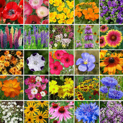 🔥Hot Sale🎉Mixed Perennial Wild Flowers Seeds（Over 60 kinds mixed）