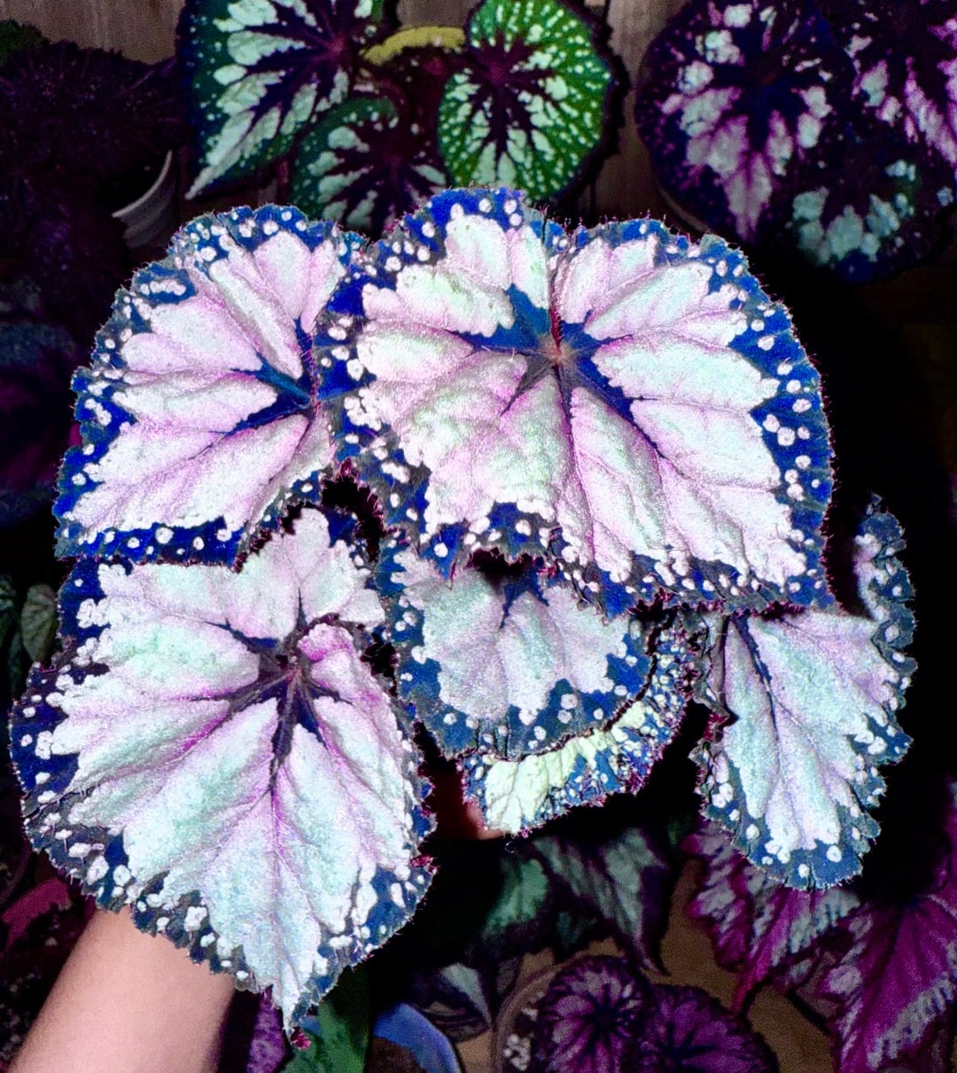 🌿Premium Begonia Seeds: A Rainbow of Blooms for Your Garden – Cultivated with Love by a Passionate Grower 🌈