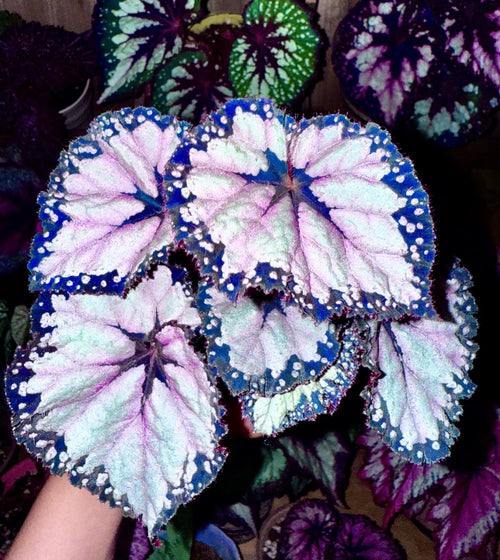 🌿Premium Begonia Seeds: A Rainbow of Blooms for Your Garden – Cultivated with Love by a Passionate Grower 🌈