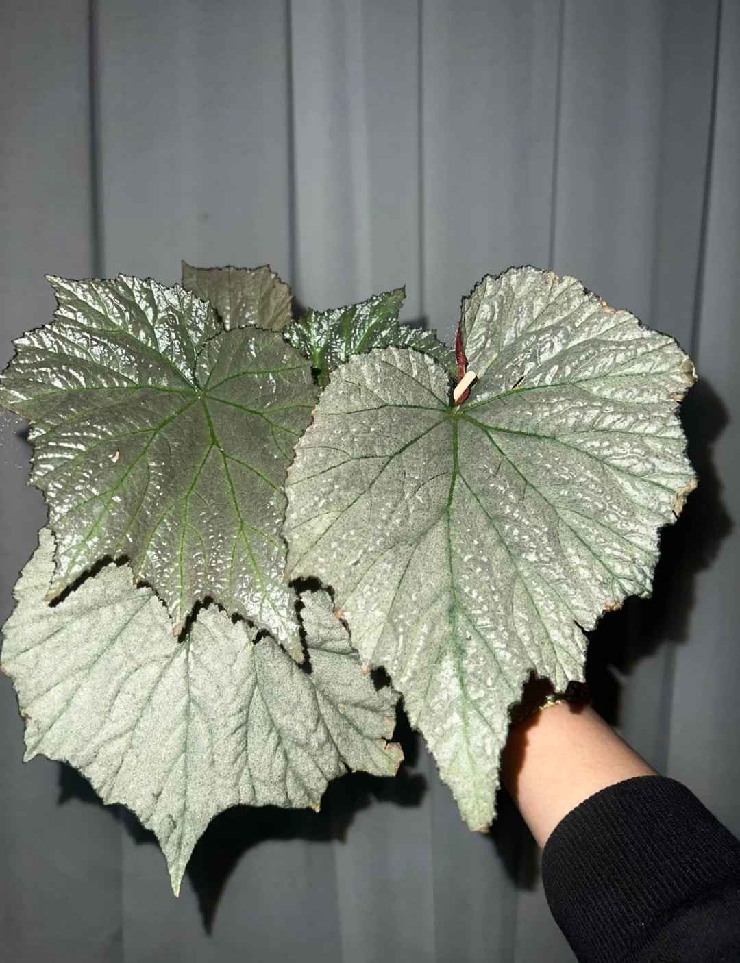 🌿Premium Begonia Seeds: A Rainbow of Blooms for Your Garden – Cultivated with Love by a Passionate Grower 🌈