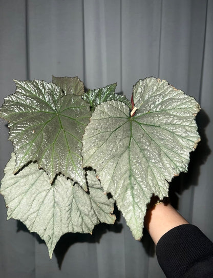 🌿Premium Begonia Seeds: A Rainbow of Blooms for Your Garden – Cultivated with Love by a Passionate Grower 🌈