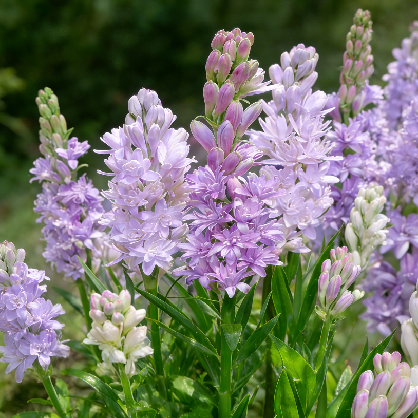 🌺Double Tuberose Bulbs - Fragrant Night Bloomer