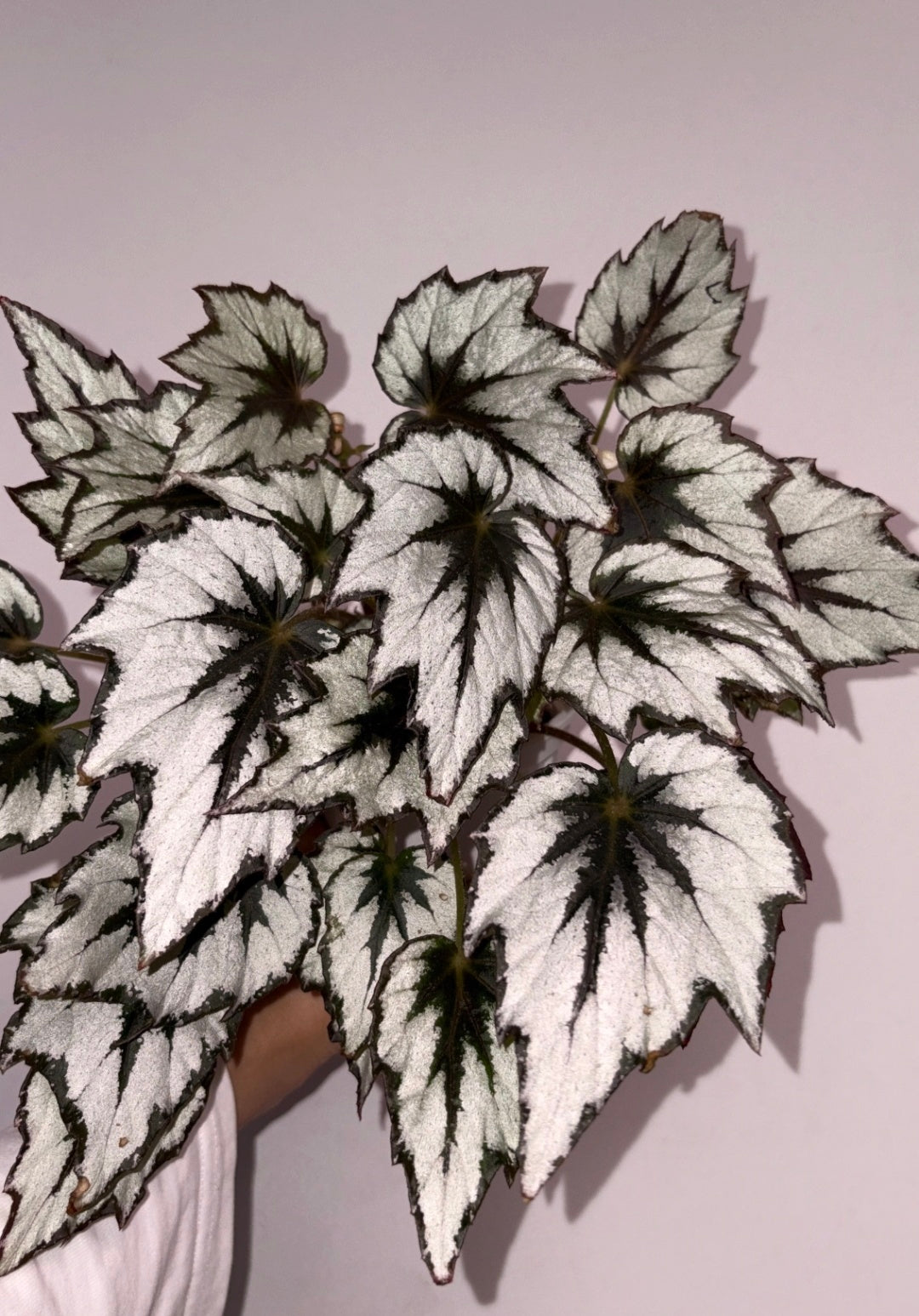 🌿Premium Begonia Seeds: A Rainbow of Blooms for Your Garden – Cultivated with Love by a Passionate Grower 🌈