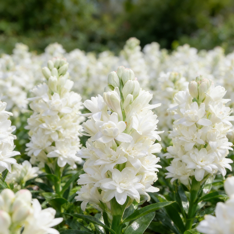 🌺Double Tuberose Bulbs - Fragrant Night Bloomer