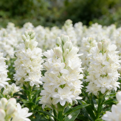 🌺Double Tuberose Bulbs - Fragrant Night Bloomer