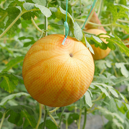 Yellow Skinned Red Flesh Watermelon Seeds