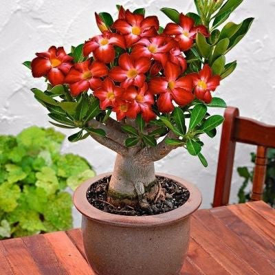 Desert Rose Seeds🌹Multiple Varieties🌈 Heat-Resistant✨