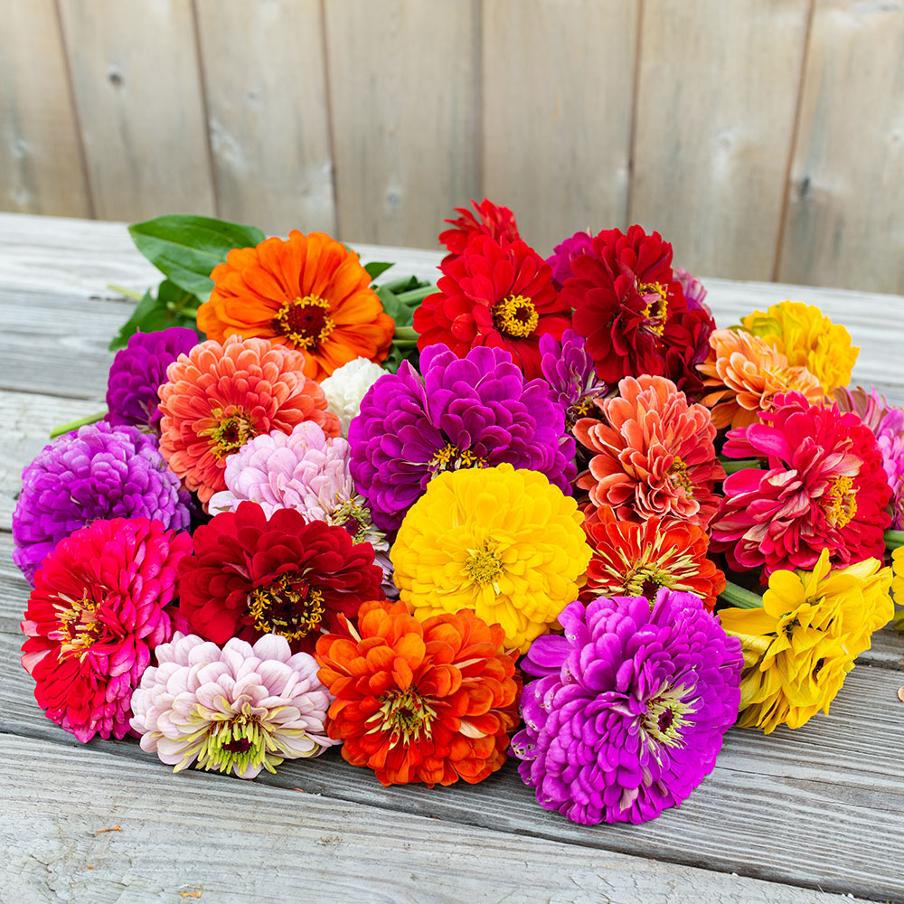Double Zinnia Seeds Mix
