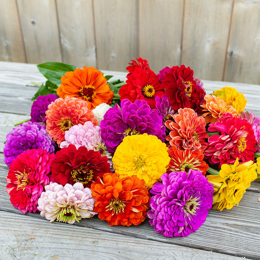 Double Zinnia Seeds Mix