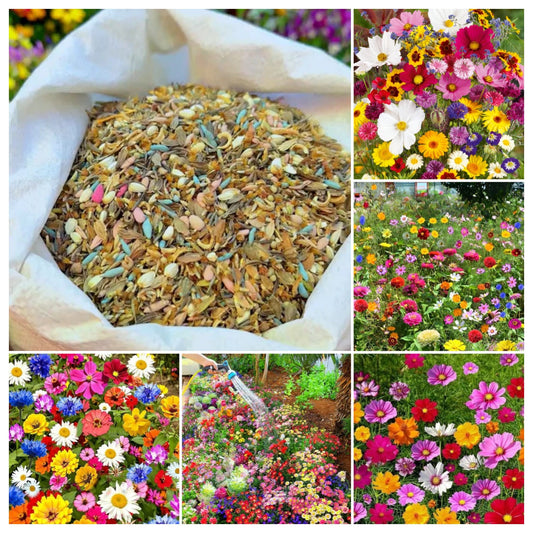 🔥Hot Sale🎉Mixed Perennial Wild Flowers Seeds（Over 60 kinds mixed）