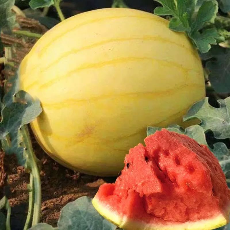 Yellow Skinned Red Flesh Watermelon Seeds