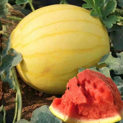 Yellow Skinned Red Flesh Watermelon Seeds