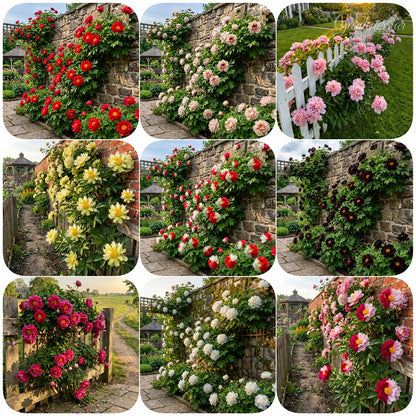 🌸 Rare Climbing Peony Bulbs🪴Big Full Blooms, Cold Hardy Perennial, Easy to Grow Garden Favorite