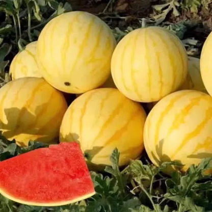 Yellow Skinned Red Flesh Watermelon Seeds