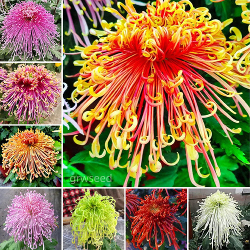 🔥Hot sale🌸Royal Spider Chrysanthemum Seeds