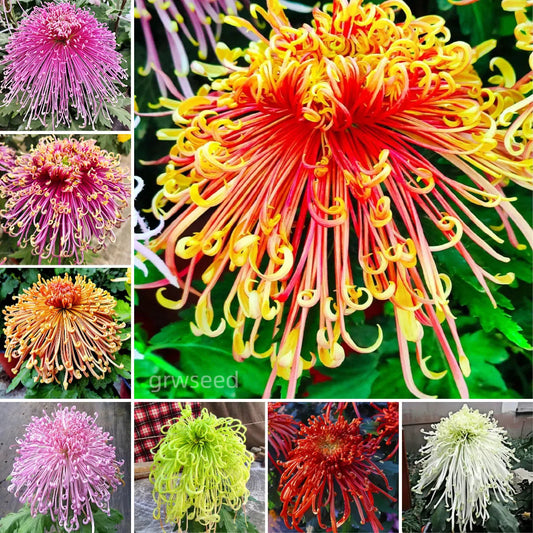 🔥Hot sale🌸Royal Spider Chrysanthemum Seeds