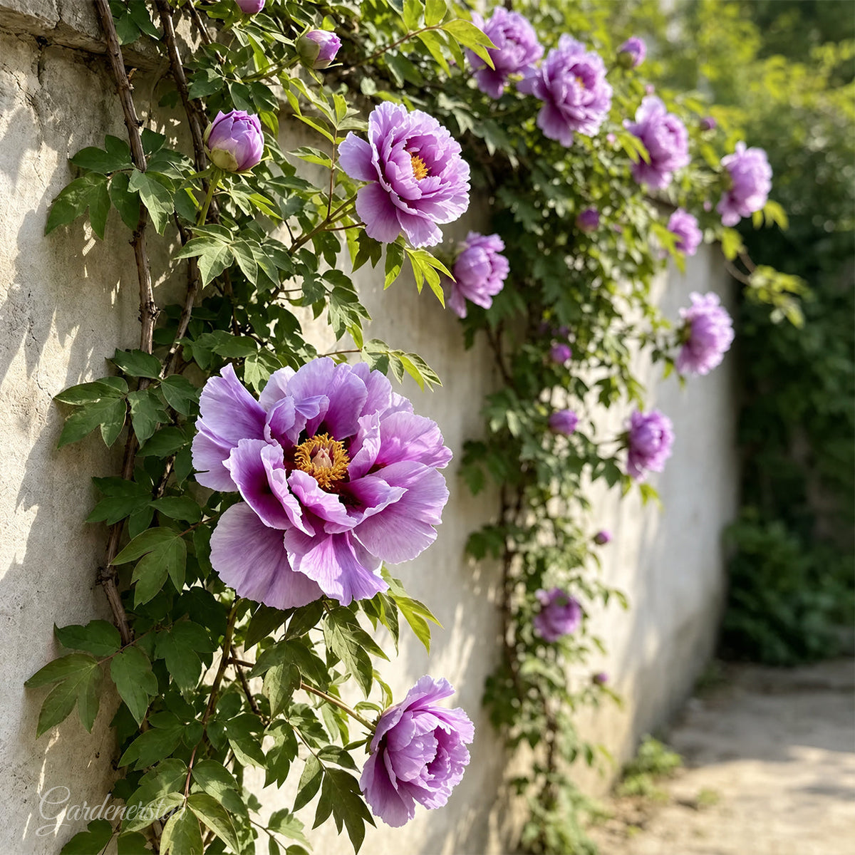 🌸 Rare Climbing Peony Bulbs🪴Big Full Blooms, Cold Hardy Perennial, Easy to Grow Garden Favorite