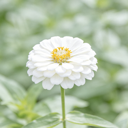 🔥Hot Sale🏷️ Zinnia Seeds🪷🪷
