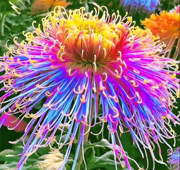 🔥Hot sale🌸Royal Spider Chrysanthemum Seeds