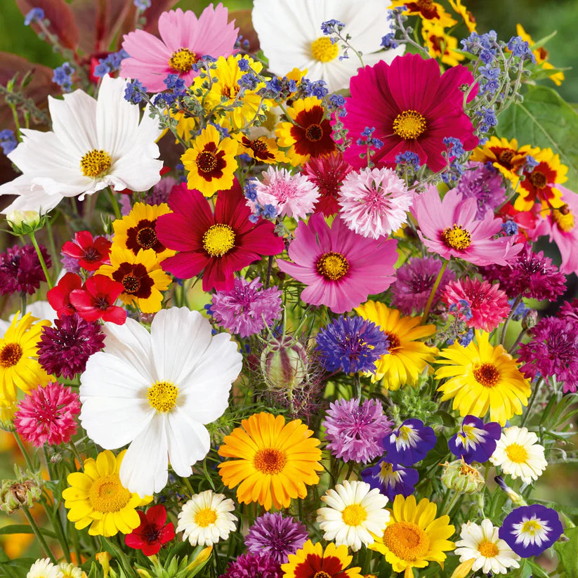 🔥Hot Sale🎉Mixed Perennial Wild Flowers Seeds（Over 60 kinds mixed）