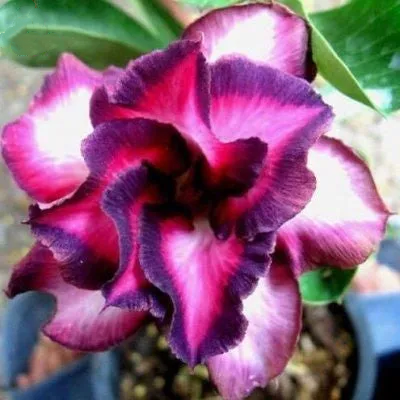 Desert Rose Seeds🌹Multiple Varieties🌈 Heat-Resistant✨