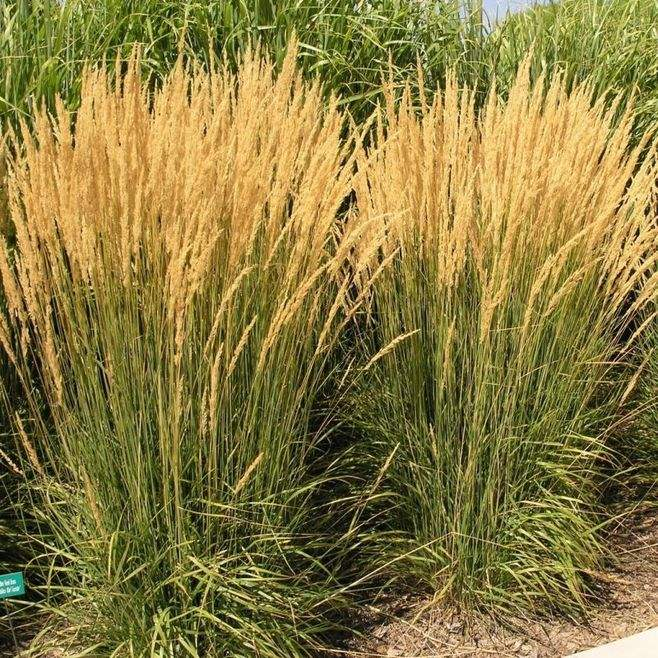 Calamagrostis Epigejos Seeds Courtyard Ornamental Landscape Design