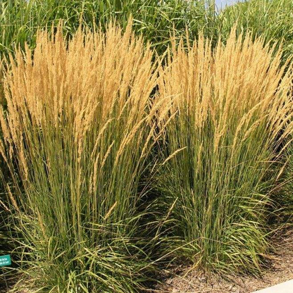 Calamagrostis Epigejos Seeds Courtyard Ornamental Landscape Design