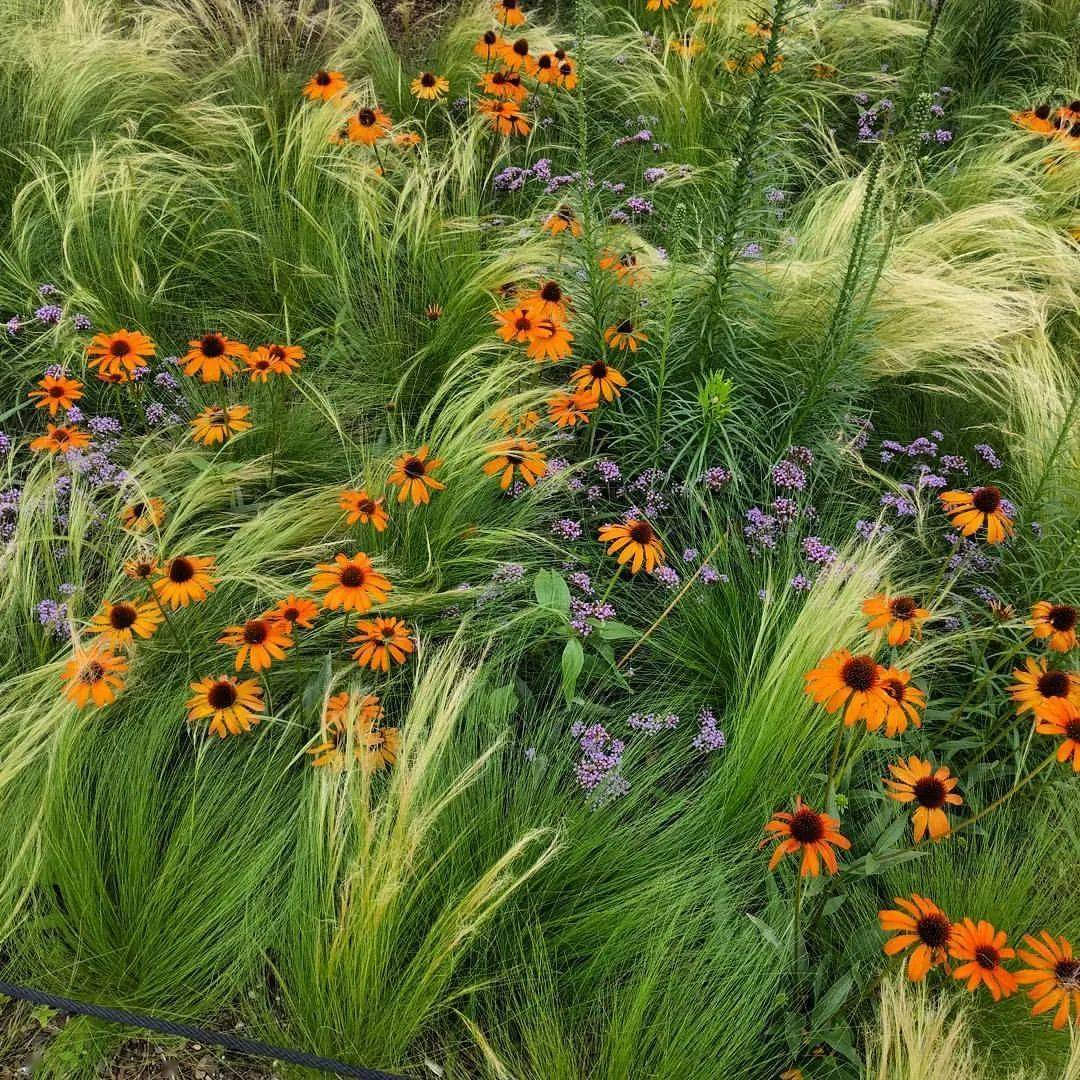 🪶Mexican Feather Grass Seeds