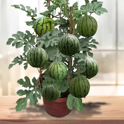 🍉Bonsai Watermelon Seeds – Grow Mini Watermelons at Home