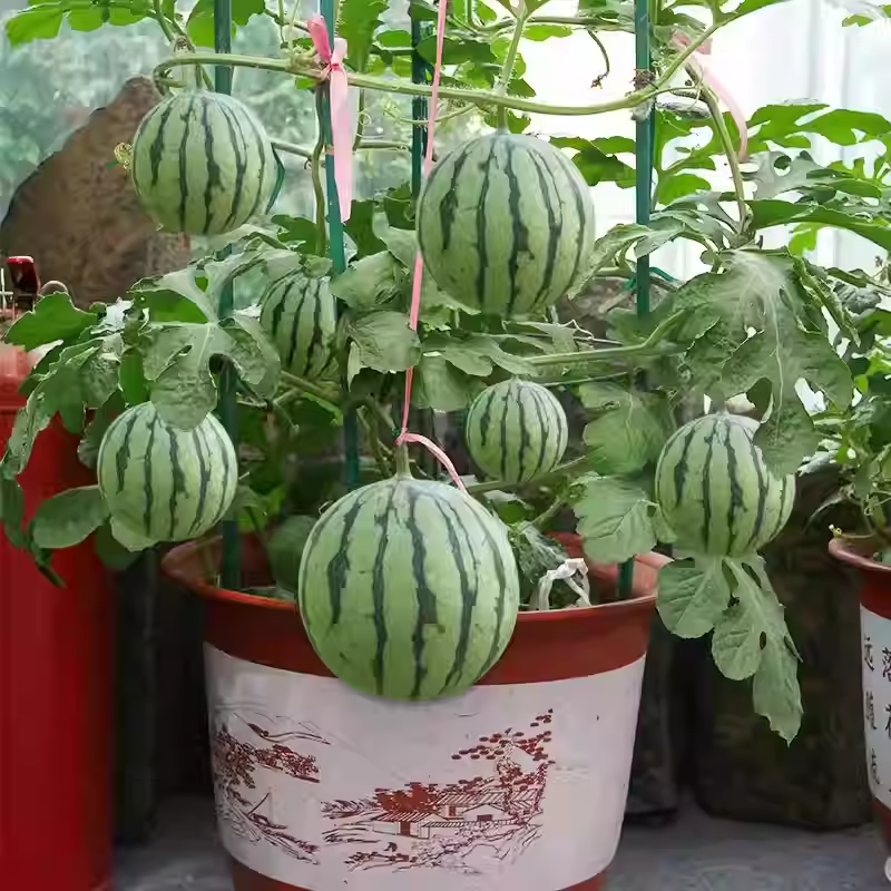 🍉Bonsai Watermelon Seeds – Grow Mini Watermelons at Home