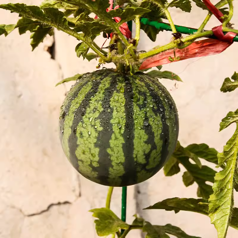🍉Bonsai Watermelon Seeds – Grow Mini Watermelons at Home