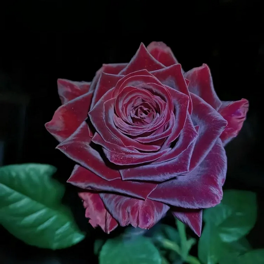 🎉Limited Time Discount🎉Black Buck Rose❤️🖤Heirloom Seeds