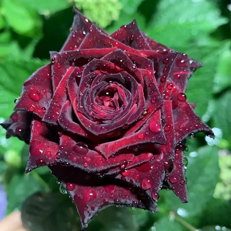 🎉Limited Time Discount🎉Black Buck Rose❤️🖤Heirloom Seeds