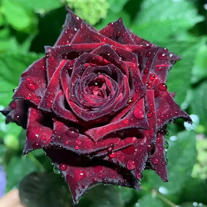 🎉Limited Time Discount🎉Black Buck Rose❤️🖤Heirloom Seeds